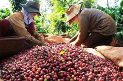 Giá cà phê biến động: Xuất khẩu cà phê có thể chinh phục mốc 5 tỷ USD?