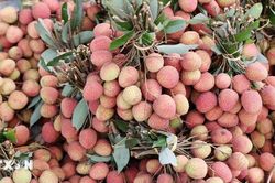 Vải thiều chín sớm hơn một tháng, nông dân Đắk Lắk thu lãi cao