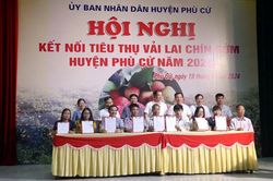 Vải lai chín sớm Phù Cừ được mùa, được giá