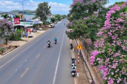 Bằng lăng nhuộm tím cửa ngõ lên Đà Lạt