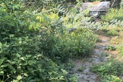 Đắk Nông: Một chủ trang trại heo bị phạt gần 500 triệu đồng