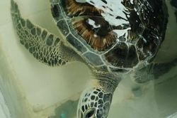 Người dân và cơ quan chức năng 'giải cứu' một cá thể rùa biển quý hiếm