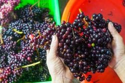Loại quả mọc dại giờ được giới sành ăn lùng mua, giá bán 120.000 đồng/kg vẫn 'cháy hàng'