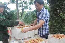 Bắc Giang: xuất khẩu 2,5 tấn vải thiều sớm Phúc Hòa sang thị trường Trung Đông