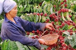 Giá cà phê trong nước tiếp tục tăng: Nhận định tuần mới khởi sắc