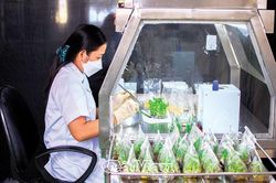 Ứng dụng công nghệ cao sản xuất cây giống