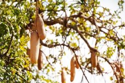 Loại cây ra trái 'xúc xích' giúp bộ lạc ở châu Phi cứu đói
