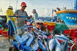 Ngư dân vươn khơi khai thác vụ cá Nam
