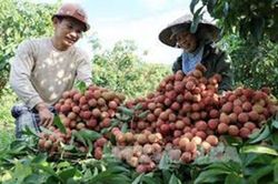Giá nông sản hôm nay 23/5: Cà chua được giá, vải thiều đã hạ cánh tại châu Âu