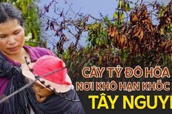 Cây tỷ đô hóa củi nơi khô hạn khốc liệt Tây Nguyên