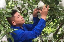 Khởi nghiệp từ mô hình trồng hồng xiêm xoài kết hợp ổi lê Đài Loan