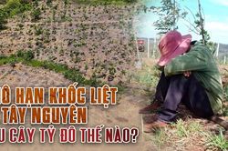Khô hạn khốc liệt ở Tây Nguyên: Cứu 'cây tỷ đô' thế nào?