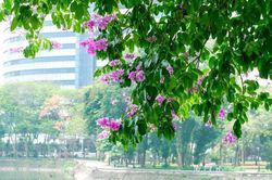 Mùa hoa thứ 13 của Hà Nội: Bằng lăng!
