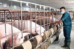 Giá heo hơi hôm nay ngày 26/5/2024: Miền Bắc đứng Top cao nhất