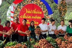 Kích cầu tiêu thụ vải thiều chín sớm năm 2024 tại hệ thống siêu thị của Central Retail