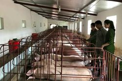 Quảng Ninh xử lý nghiêm hành vi làm lây lan dịch bệnh động vật