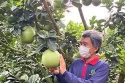 Giá nông sản hôm nay 28/5: Bưởi da xanh Bến Tre khởi sắc, ngó sen Hà Tĩnh giá cao