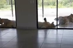 Clip: Lâu ngày không ghé thăm nhà, gia chủ phát hoảng khi bắt gặp những 'vị khách' không mời mà đến