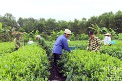 Đồng hành giúp hội viên phát triển kinh tế