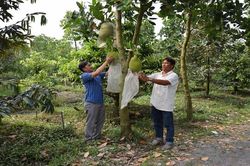 Ổn định sản xuất phục vụ xuất khẩu nông sản