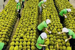 Nông nghiệp xuất siêu hơn 6,5 tỷ USD trong 5 tháng đầu năm 2024