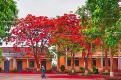 Tháng 5 này, hoa phượng nở rực trời đẹp như tranh vẽ