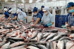 Giá cá tra trên đà phục hồi, thêm tín hiệu sáng cho ngành thủy sản