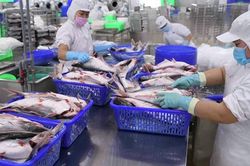 Giá xuất khẩu giảm, lãi sau thuế quý I/2024 của Công ty Nam Việt (ANV) sụt mạnh tới 82%