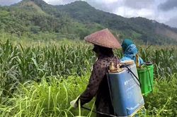 Thạch An châu chấu gây hại hơn 87 ha cây trồng, cỏ dại