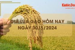 Giá lúa gạo hôm nay 30/5/2024: giá gạo xuất khẩu neo ở mức thấp