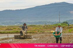 Hà Tĩnh gieo cấy đạt hơn 63% kế hoạch vụ lúa hè thu