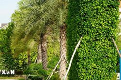 Công ty Cây xanh Công Minh trúng thầu hàng chục tỷ đồng tại Đồng Tháp