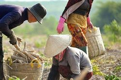 Nông dân trồng khoai mì phấn khởi khi năng suất tăng gấp đôi nhờ kỹ thuật canh tác từ Ajinomoto Việt Nam