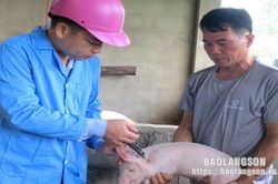 Khẩn trương khống chế bệnh dịch tả lợn châu Phi