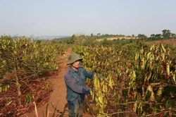 HTX trước thách thức sản lượng cây trồng sụt giảm