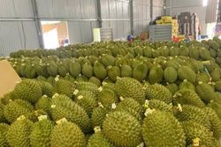 Xuất khẩu nông lâm thủy sản 5 tháng đạt 24,14 tỷ USD