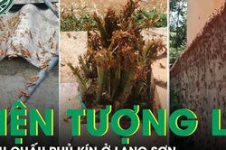 Hàng vạn con châu chấu phủ kín tường ở Lạng Sơn