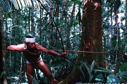 Bộ lạc sử dụng chất kích thích trước khi đi săn, tỉnh táo đến tận vài ngày; tất cả người trong làng đều có chung huyết thống