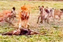 Clip: Sư tử, báo đốm bị 'đội quân' linh cẩu truy sát kinh hoàng