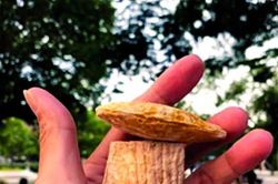 Cái cối quay tít, cối xay hột xoài…