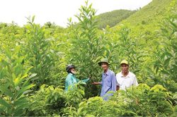 Lợi ích từ trồng và giữ rừng