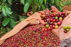 Thêm 2.000 đồng/kg, cà phê đang trở lại đường đua tăng giá
