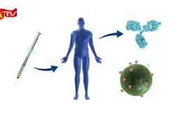 Lần đầu tiên tạo ra vắc xin HIV kích hoạt kháng thể miễn dịch hiếm ở người
