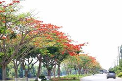 Đường miền Tây rợp sắc đỏ hoa phượng