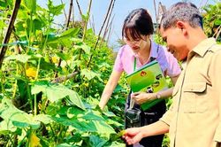 Hỗ trợ sản xuất gắn với thành lập câu lạc bộ nông dân giỏi