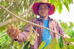 Nông dân Jrai trồng sầu riêng theo tiêu chuẩn VietGAP