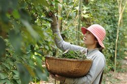 Giá tiêu hôm nay 4/6: Giá xuất khẩu của Việt Nam 'nổi sóng', tồn kho tiêu toàn cầu giảm mạnh