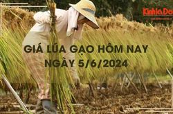 Giá lúa gạo hôm nay 5/6/2024: giá gạo tăng nhẹ