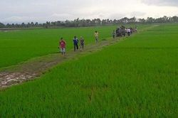 Hà Nội: Một phụ nữ bị sét đánh khi hái rau ngoài ruộng