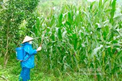 Diện tích nhiễm châu chấu tre lưng vàng tiếp tục tăng
